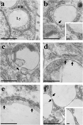 Nicotinic Acid Adenine Dinucleotide Phosphate Induces Intracellular Ca2+ Signalling and Stimulates Proliferation in Human Cardiac Mesenchymal Stromal Cells